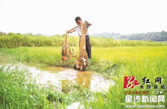 在稻田里养鱼是玖玲现代农庄的亮点之一，稻田里的杂草是鱼类天然的饲料，以田养鱼，鱼又帮稻子吃了杂草，可谓一举两得。曾诗怡