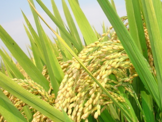 杂交水稻高产栽培技术