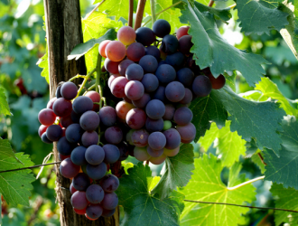 葡萄要丰产 芽前需重管