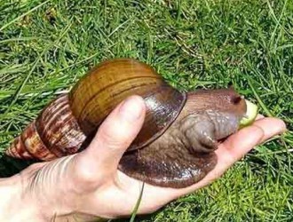 蜗牛饲养法