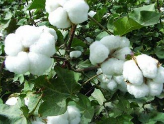 棉花要高产花铃期管理是关键