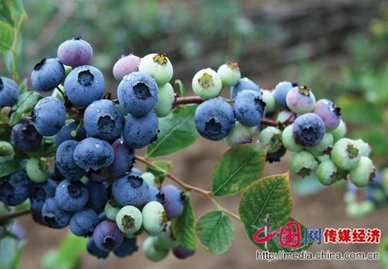 山东临沂临港区蓝莓进入丰收季 5000亩蓝莓喜迎八方客2