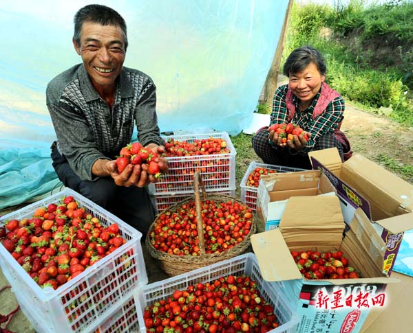新疆吉木萨尔县：晚熟草莓助民增收致富