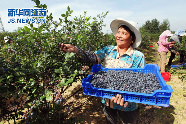 江苏连云港赣榆区有机蓝莓喜丰收