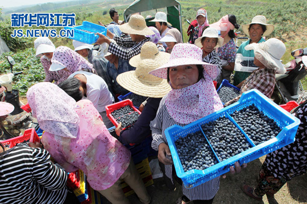 7月4日，在江苏省连云港市赣榆区厉庄镇坝西村蓝莓基地，果农将采摘的“有机”蓝莓集中销售。