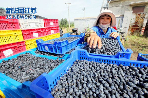 7月4日，在江苏省连云港市赣榆区厉庄镇坝西村蓝莓基地，果农在分拣采摘的“有机”蓝莓。