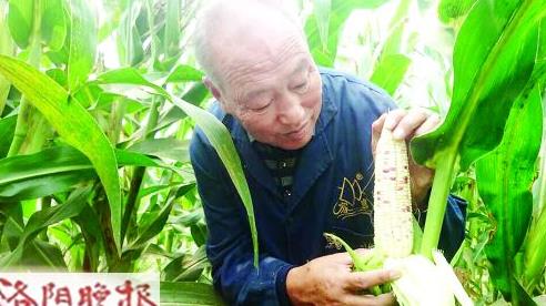 李耀玲观察水果玉米的生长情况