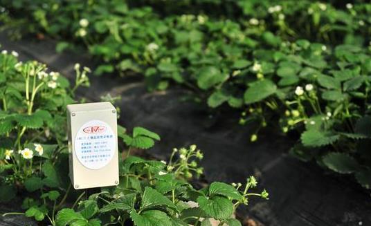 实现对草莓土壤湿度和温度的实时监控