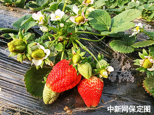 河北唐县草莓进入采摘期 产量低价值高