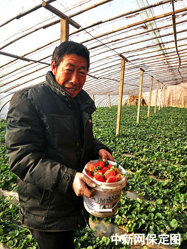 10日，保定唐县北放水村的果农张占虎正在自家的温室大棚内采摘成熟的草莓。