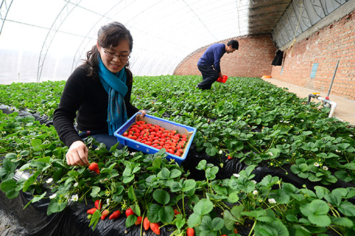 北京延庆草莓采摘旺 每天可采摘2000多斤