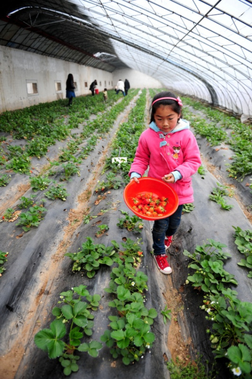 3月6日，来自郑州市的游客在河南中牟的草莓种植基地里采摘草莓。
