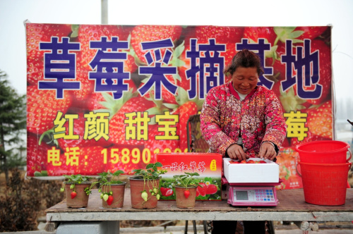3月6日，在河南中牟的草莓种植基地，果农在马路边摆摊出售草莓。