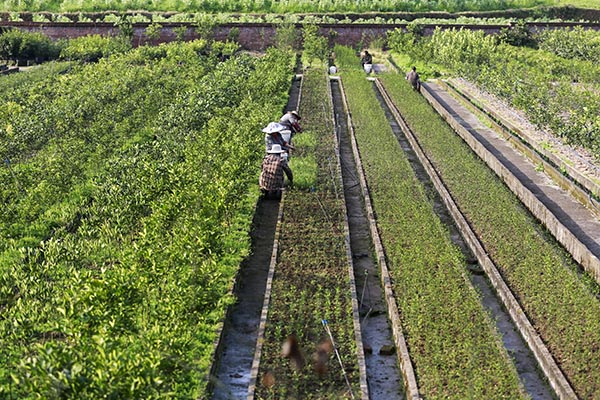 重庆北碚：培育无病苗木 助推现代农业