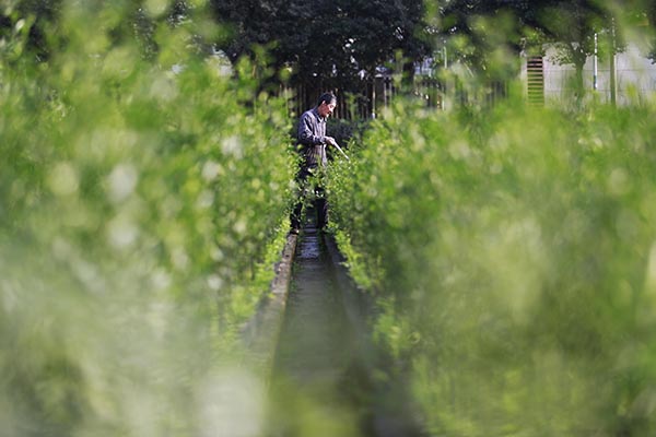 3月6日，几名工人在重庆市北碚区柑橘苗木基地劳作。