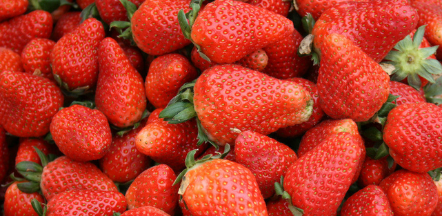上海“农灯草莓”获中国草莓文化节优秀奖