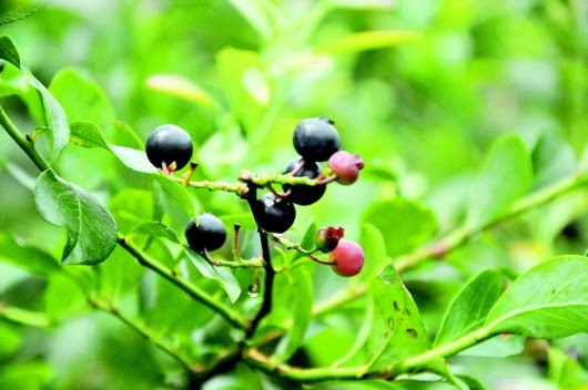 贵州省用科技壮大蓝莓产业