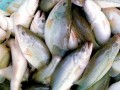 大口黑鲈（加州鲈鱼）养殖效益高每亩水塘利润过万元