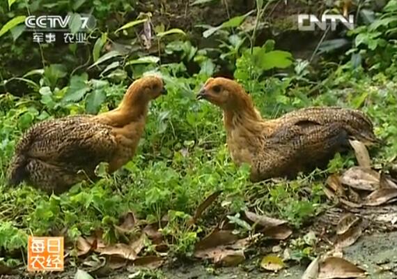 桂林土麻鸡成为农民养鸡致富的好项目