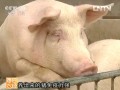 大棚养猪一头多赚100元 阳光猪舍养猪效益高