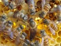 [每日农经]秦岭寻蜂：怎样抓蜂王？中蜂养殖如何获高产？