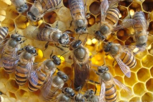 [每日农经]秦岭寻蜂：怎样抓蜂王？中蜂养殖如何获高产？