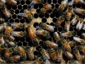 探秘新疆黑蜂:养黑蜂赚钱吗？