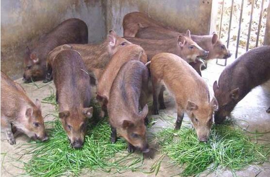 怎样应对野猪养殖的四大风险