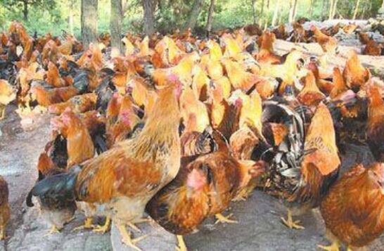 “九斤黄鸡”景阳鸡养殖效益：1000只鸡年赚6万