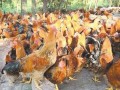 “九斤黄鸡”景阳鸡养殖效益：1000只鸡年赚6万