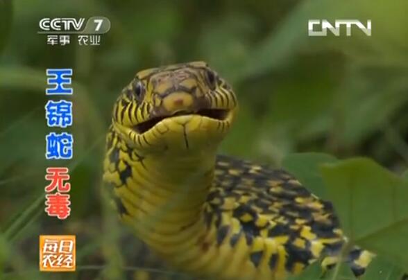 王锦蛇和五步蛇养殖哪种蛇更赚钱？(二)