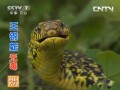 王锦蛇和五步蛇养殖哪种蛇更赚钱？