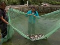 [每日农经]抚仙湖：难以抗拒的抗浪鱼养殖效益高