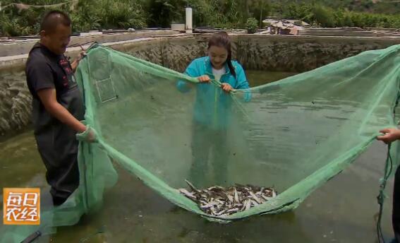 [每日农经]抚仙湖：难以抗拒的抗浪鱼养殖效益高