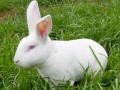 养殖效益好的肉兔品种介绍