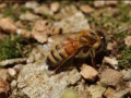 [每日农经]秦岭寻蜂：解开土蜂养殖增产的奥秘