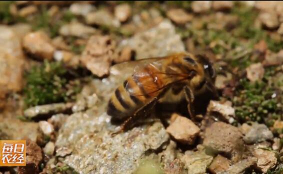 [每日农经]秦岭寻蜂：解开土蜂养殖增产的奥秘