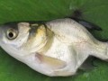 [每日农经]鱼跃龙门：锁骨大头鱼和龙胆石斑鱼养殖效益好