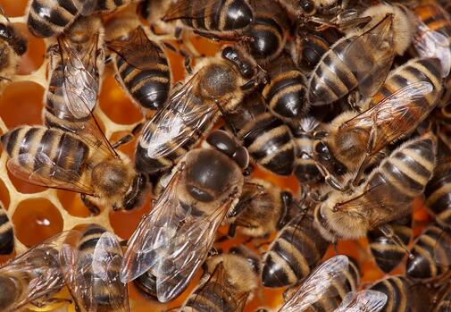 武隆养蜂人：看蜂农如何收获甜蜜
