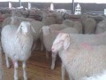 小尾寒羊养殖投资成本及利润分析,养小尾寒羊赚钱吗？