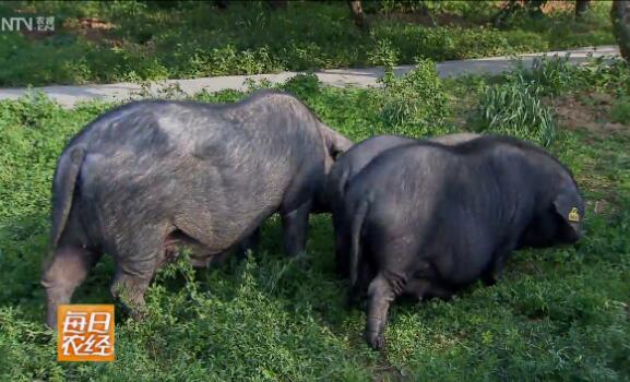 [每日农经]保山猪养殖效益高 浪迹天涯“二浪子”猪