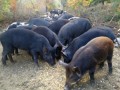 [每日农经]伊春森林猪放养在森林的“猪坚强”