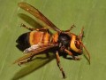 [每日农经]金环虎头蜂养殖的危险财富：村子里请进“杀人蜂”