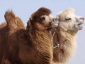 养一峰奶驼纯利润万元以上,骆驼养殖成边疆农牧民致富好项目