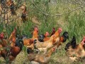散养土鸡和笼养土鸡的优缺点分析