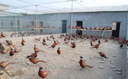 建一个小型七彩山鸡养殖场需要投资多少钱
