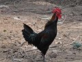 [每日农经]莱芜黑鸡“飞“起来助农增收致富