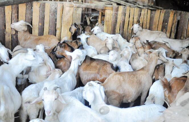 养200只羊一年利润是多少？