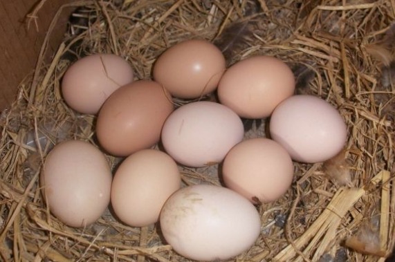 笨鸡蛋受追捧,笨鸡养殖效益可观