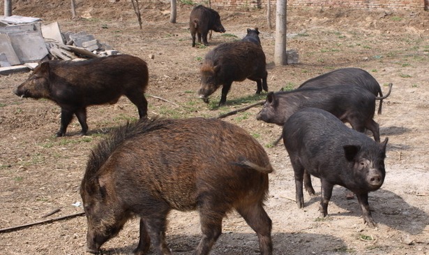 致富好项目:人工养野猪 市场卖得俏